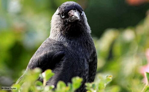 burung jackdaw