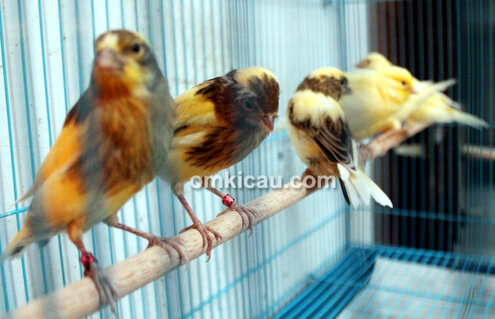 X'TO Bird Farm Bogor