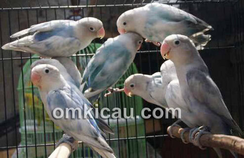 Lovebird blue series Lovebird blue series