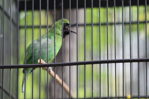 Cucak Hijau termasuk burung yang memiliki karakter yang labil