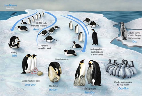 Burung penguin kaisar