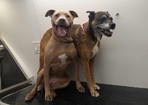 Two dogs, one brown and one brindle, sitting side by side on a grooming table. Two dogs, one brown and one brindle, sitting side by side on a grooming table.