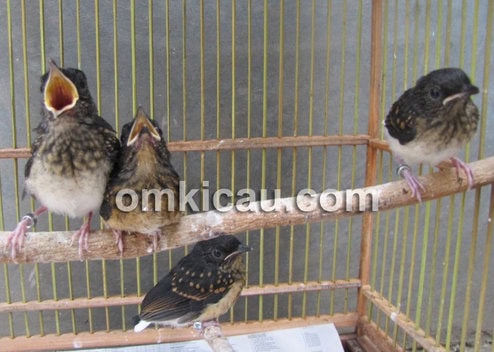 Sufi Bird Farm Jakarta