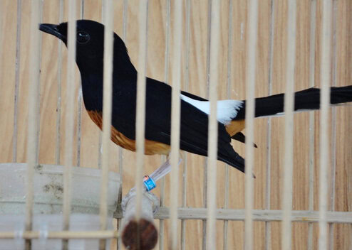 Burung makan voer