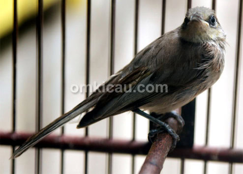 Burung kecial kombo di PB Depok Solo