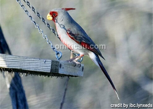 Kicauan burung pyrrhuloxia