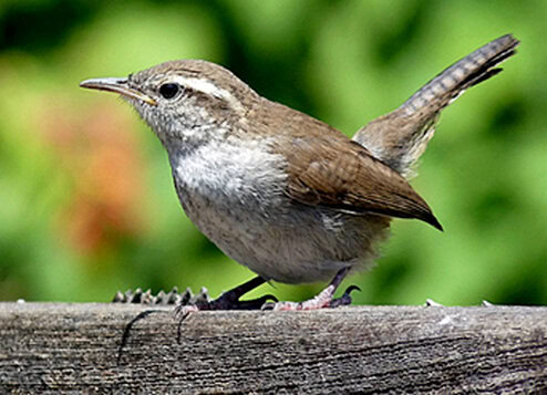Anakan burung bewick's wren