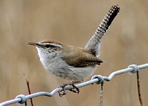 Burung bewick's wren