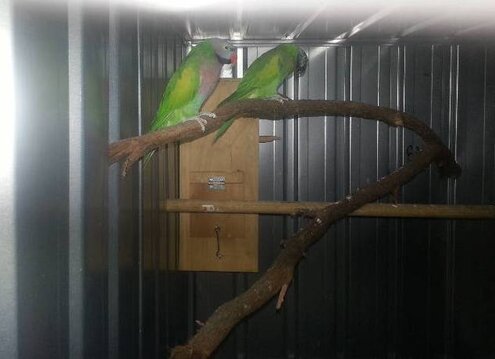 pasangan burung betet burung betet