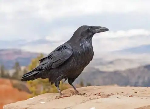 Smartest Bird Species