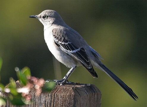 Burung northern mockingbird