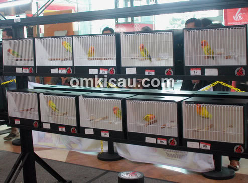 Lovebird Beauty Contest