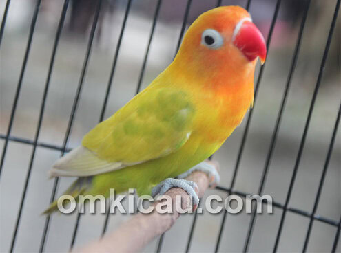 Lovebird Arimbi suskes dengan hasil nyeri juara 1.
