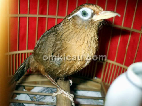 Burung hwamei