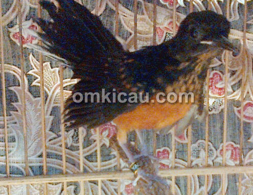 Anakan murai black tail yang siap dipasarkan.