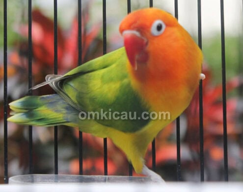 JP Bird Farm Depok