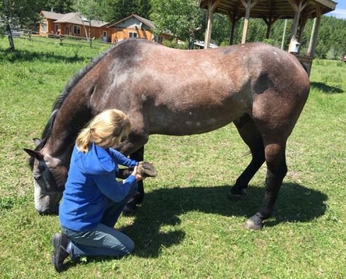 barefoot horses