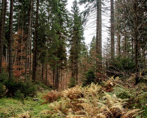 die vielen Farben des Waldes