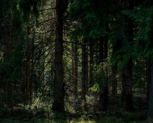 Gegenlichtaufnahme tief im Thüringer Wald