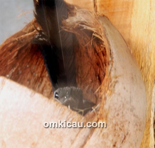 Breeding murai batu H Suwadi Klaten