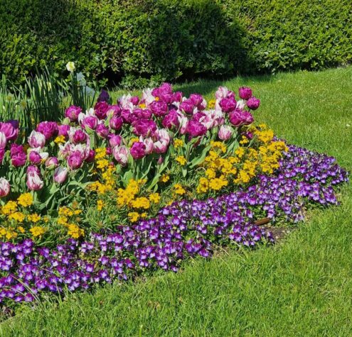 Vibrant spring flowerbed with multicolored tulips, violets, and lush greenery for Cambridge, Ontario landscaping.