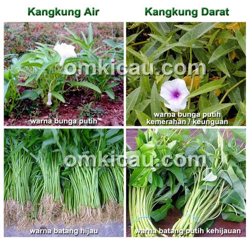 Perbedaan kangkung darat dan kangkung air.