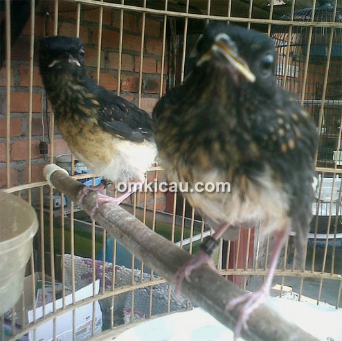 Didik 88 Bird Farm Jambi