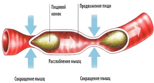 Разница между Перистальтикой и Антиперистальтикой 1 Перистальтика в кишечнике