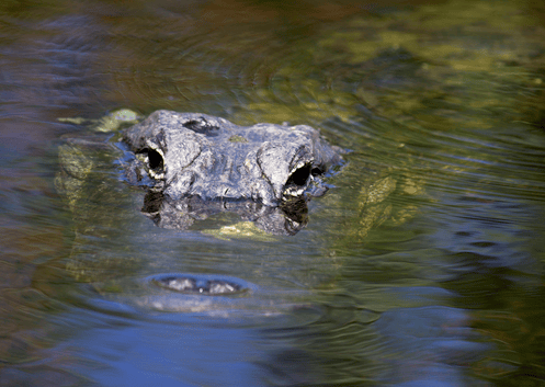 Alligator in Brampton pond turns out to be a Canadian emblem