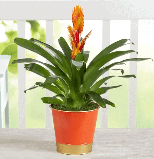 Truly Unique Sunset Bromeliad