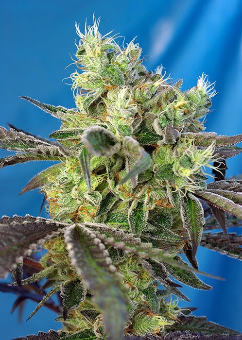 Do-Sweet-Dos-Sweet-Seeds