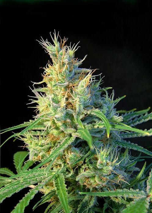 Psicodelicia-Sweet-Seeds