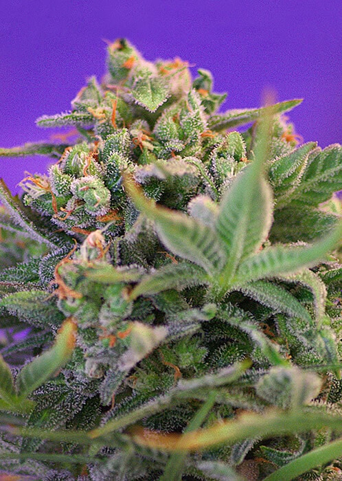 Sweet-Cheese-F1-Sweet-Seeds