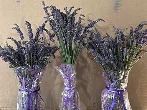 The Bald Butte Lavender Farm's fresh Grosso lavender bouquets.