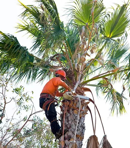Jobs Gallery | Expert Tree Services, Palm Trimming, & Tree Care in Lake Worth & Palm Beach County | Tree Service | Explore our latest tree service projects in Lake Worth, Boca Raton, Delray Beach, and Palm Beach County. From precision trimming to full tree removal and site cleanup, our skilled tree experts offer precision, safely removing hazards, and helping revitalizing landscapes. Discover the Tree Maid Tree Service Difference! |%org_url%