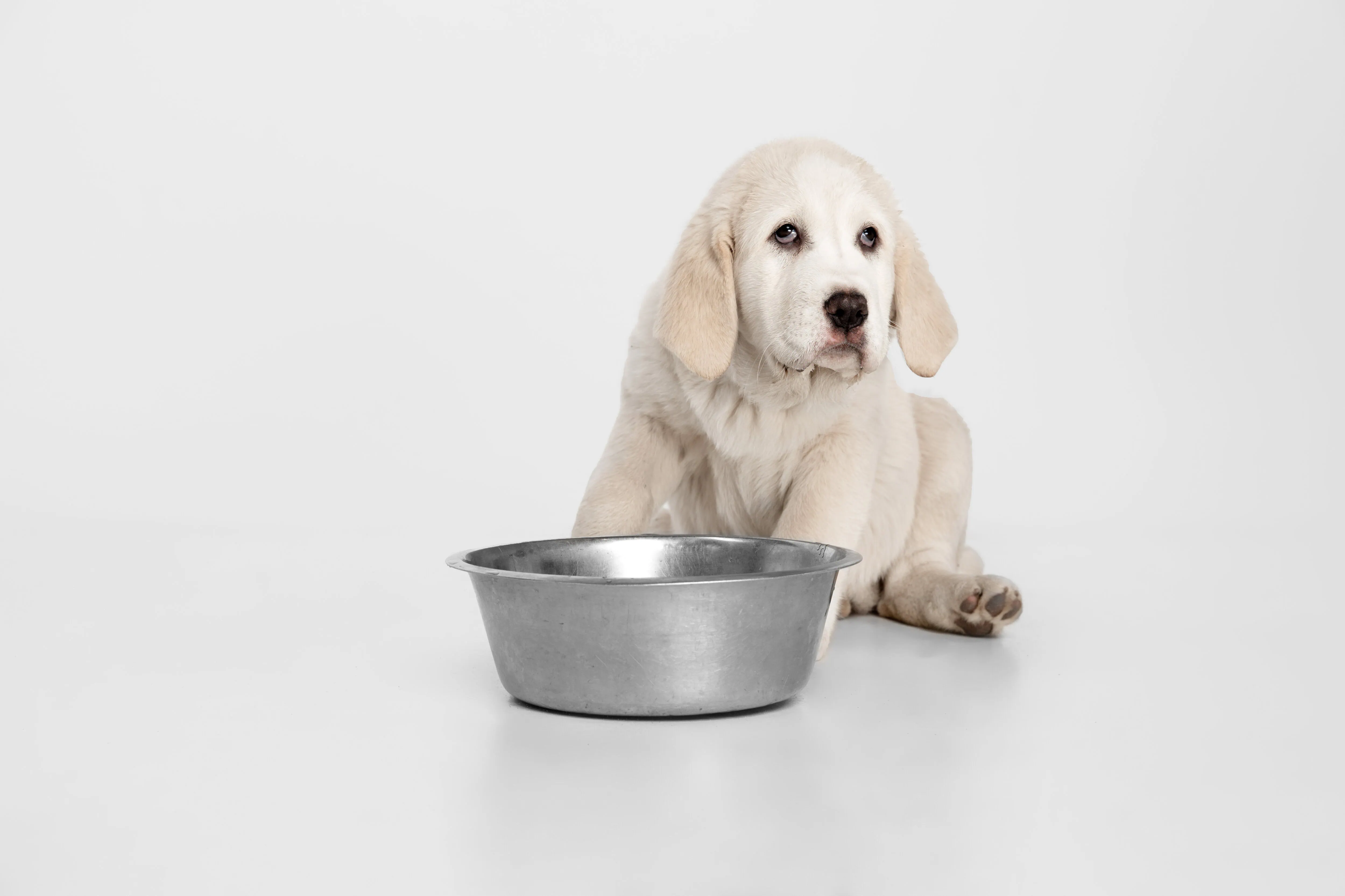 Como Deve Ser A Alimentação Para Cachorro Filhote?