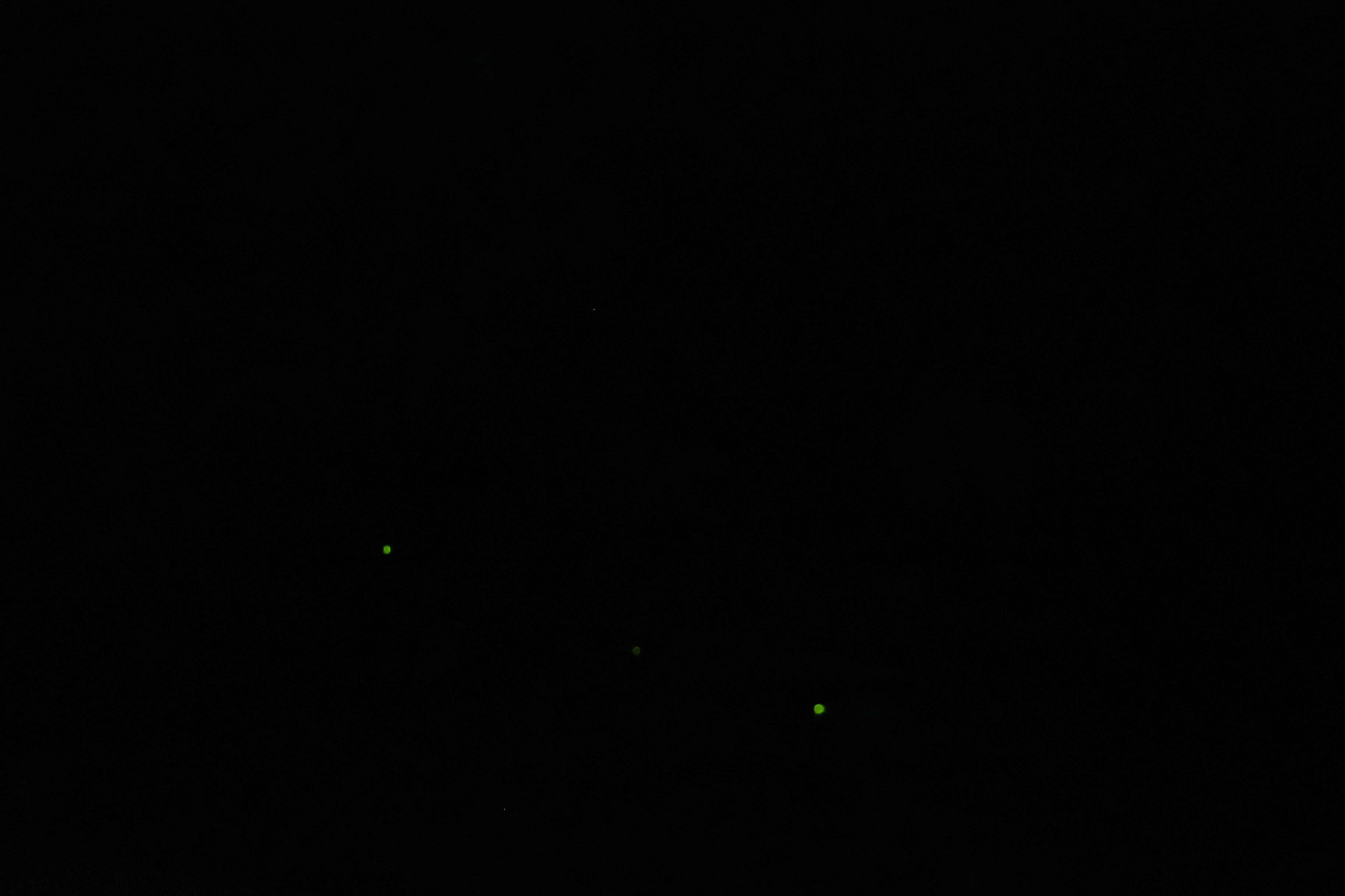 久米島のホタル2匹