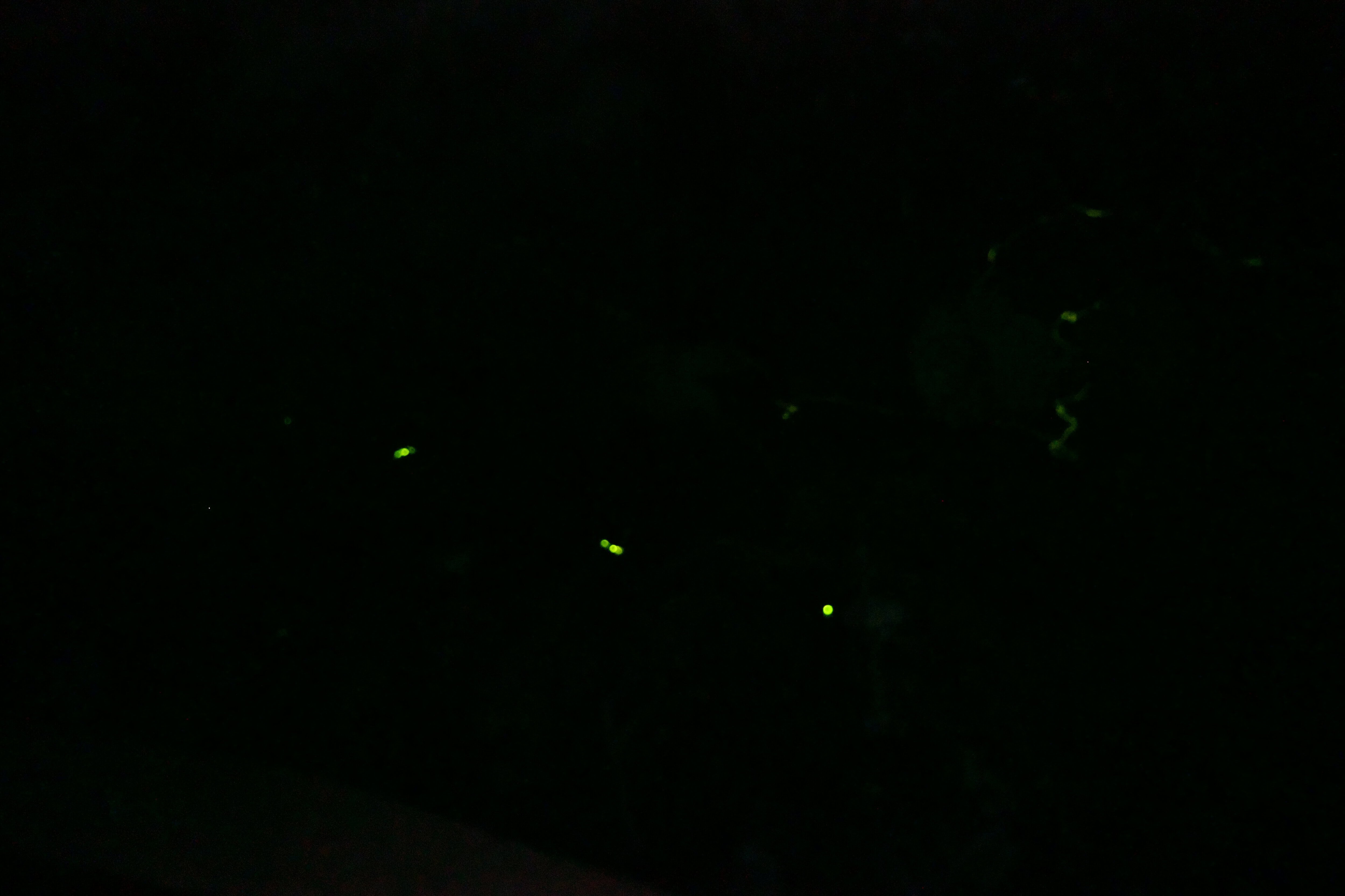 久米島のホタルとホタルの幼虫