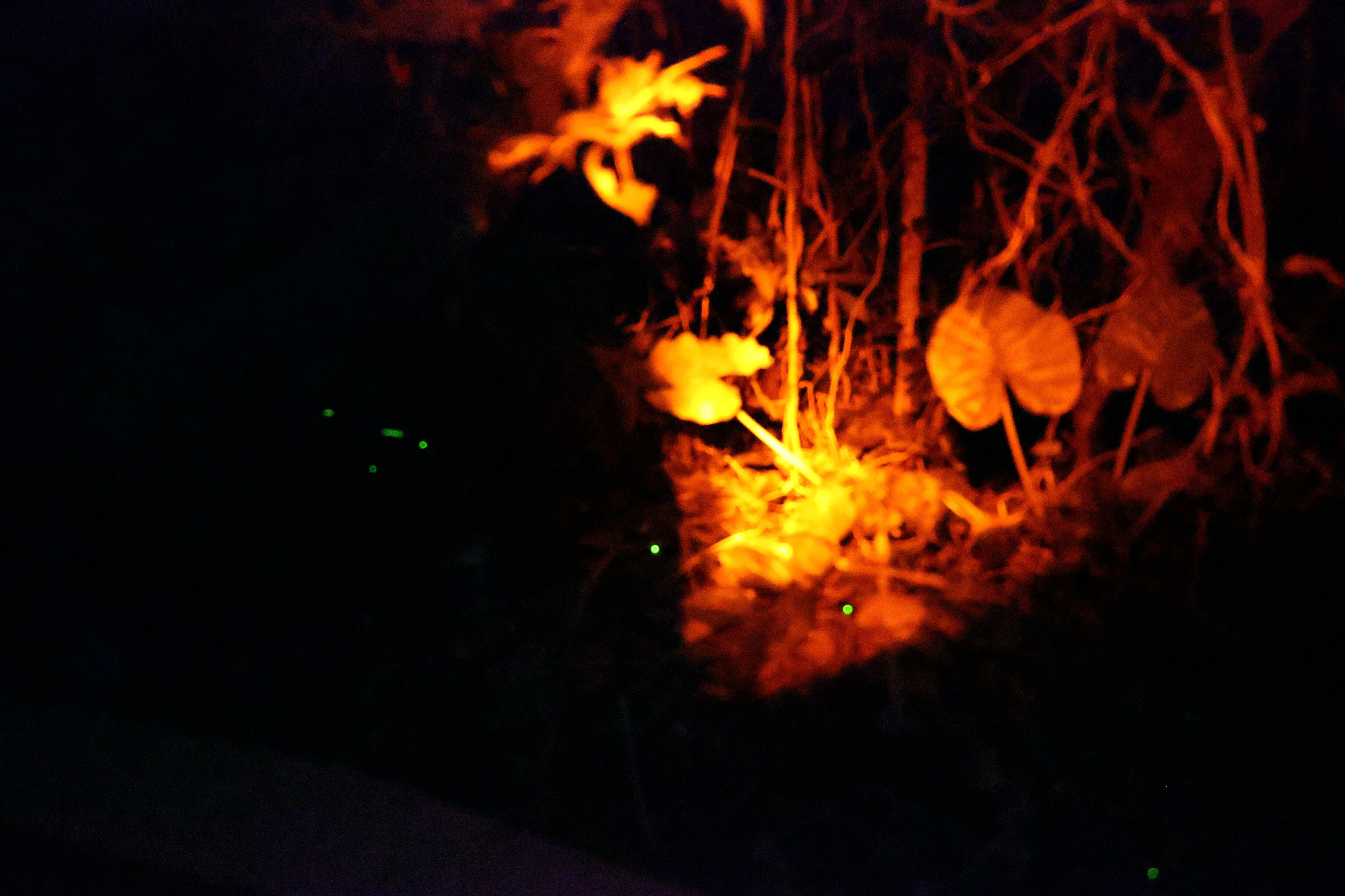 久米島のホタル数匹