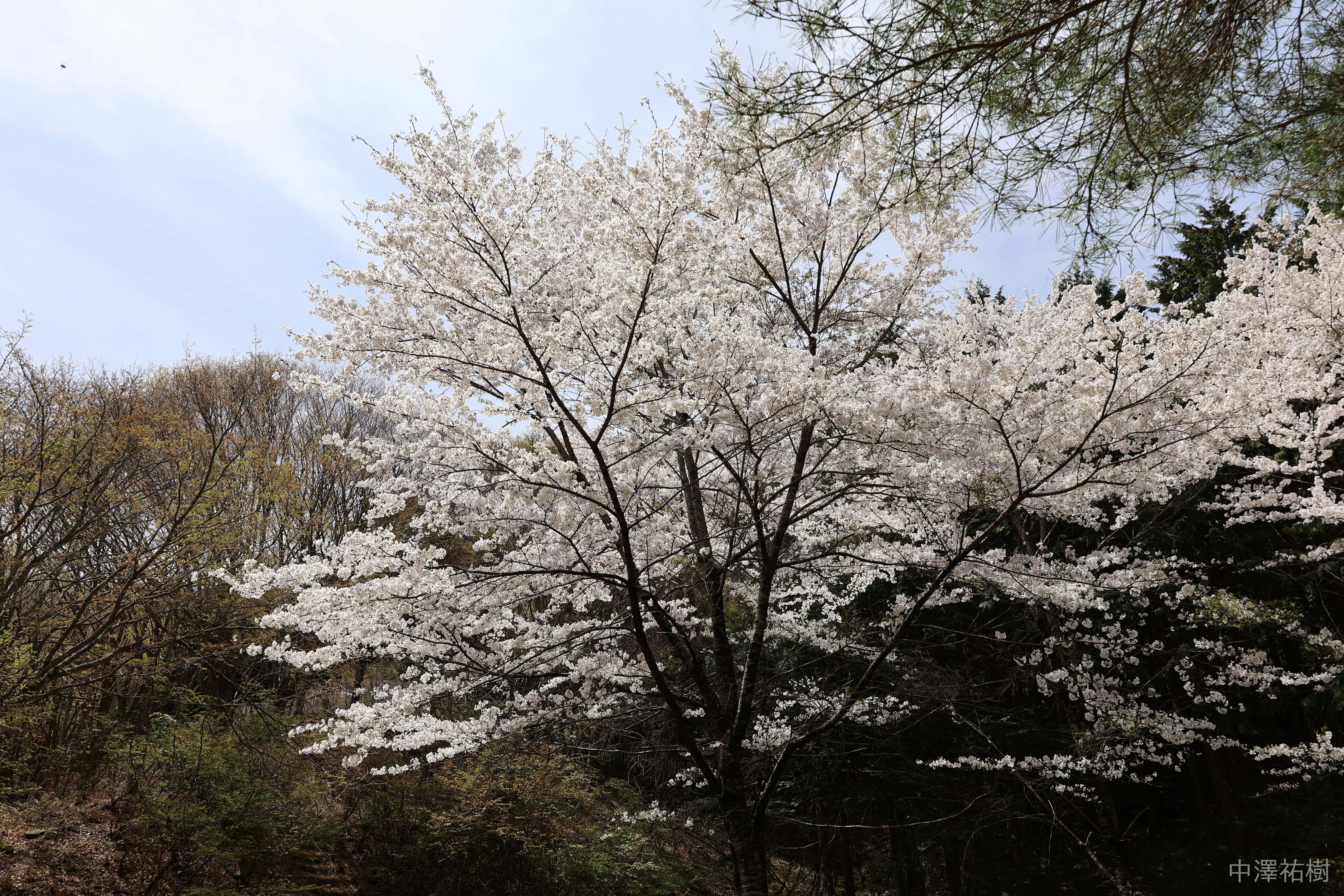 桜満開
