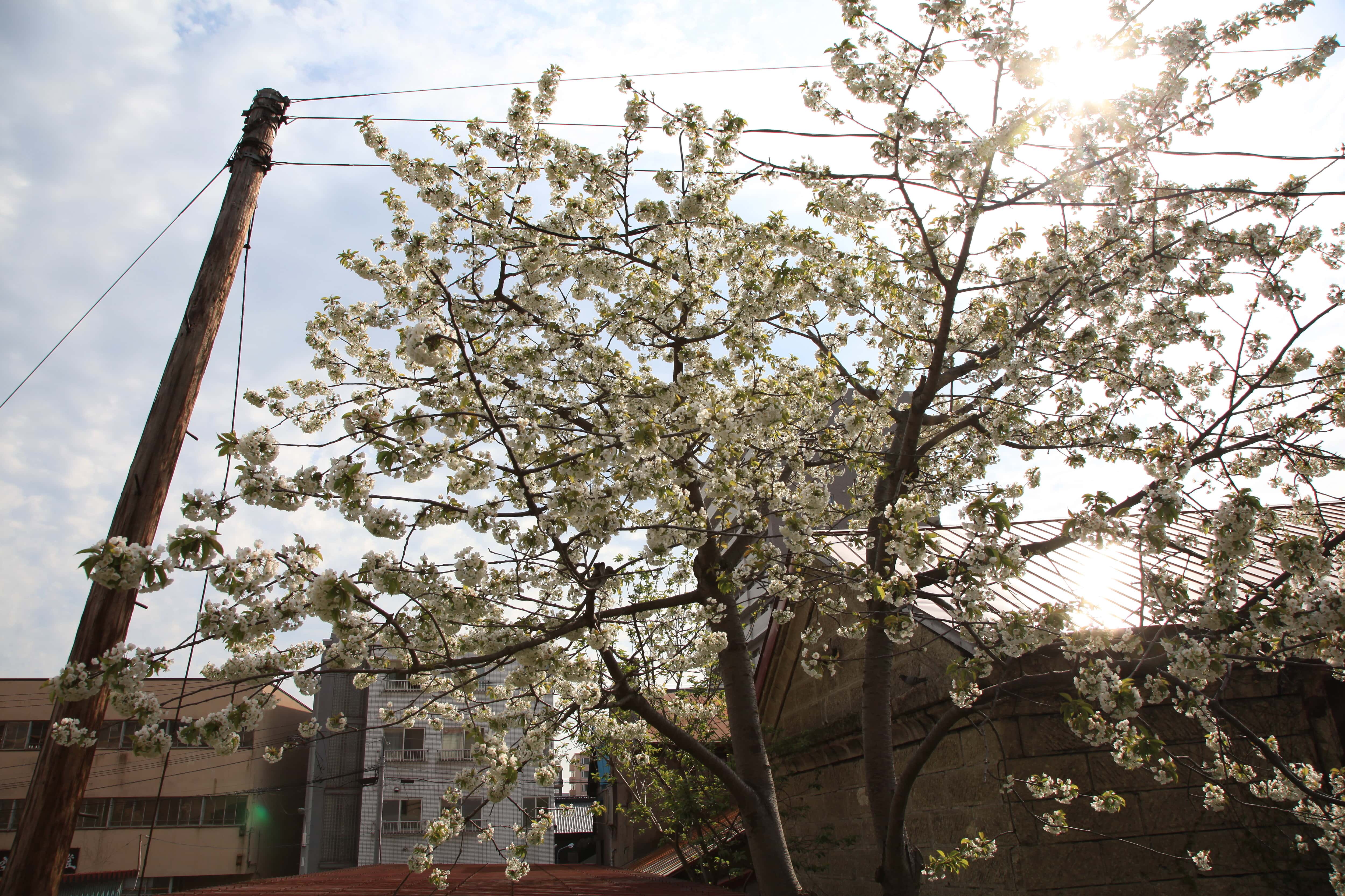 旧手宮線沿いの白い桜の木と煙突