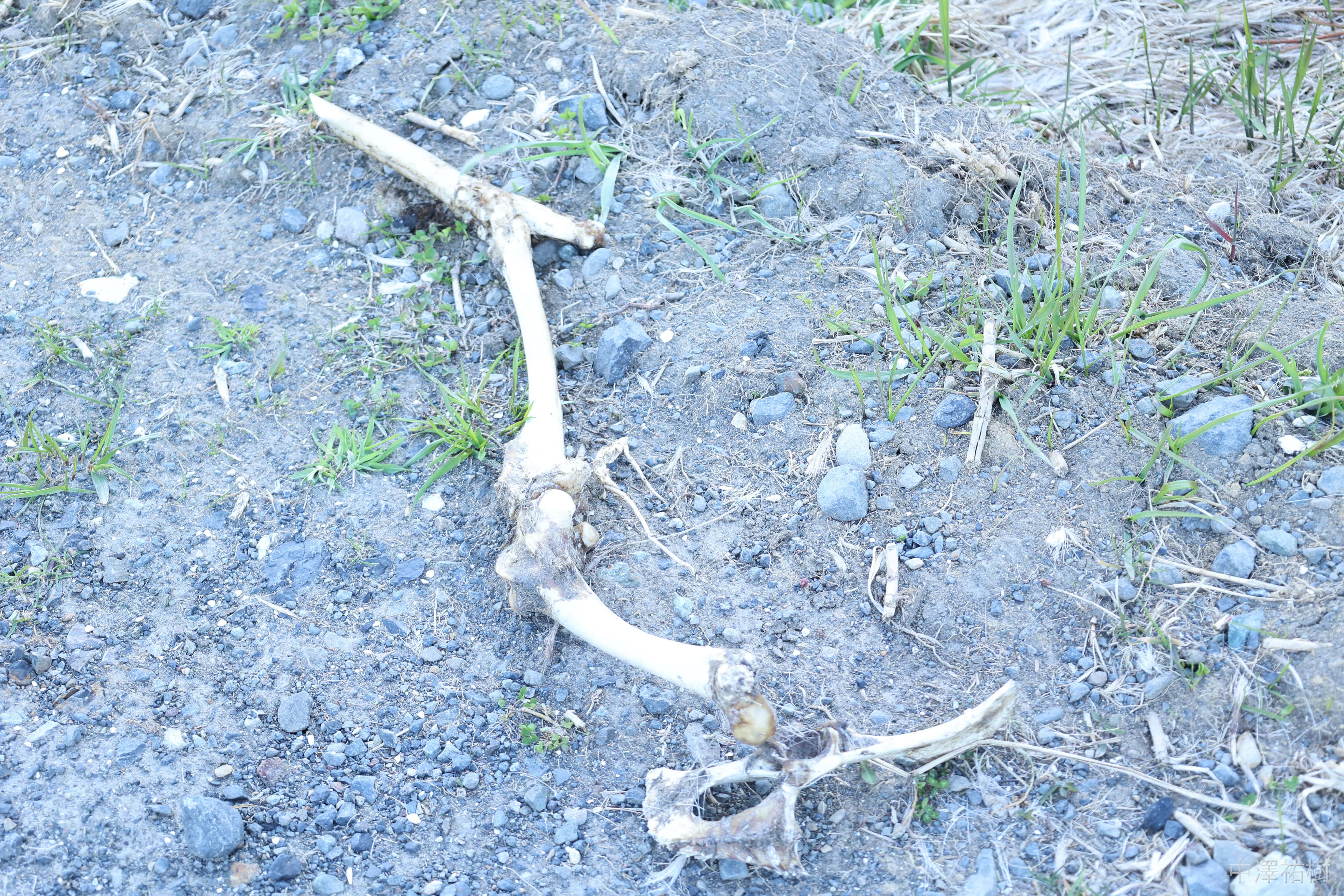 154.宗谷丘陵・野生動物の骨（角骨）クローズアップ