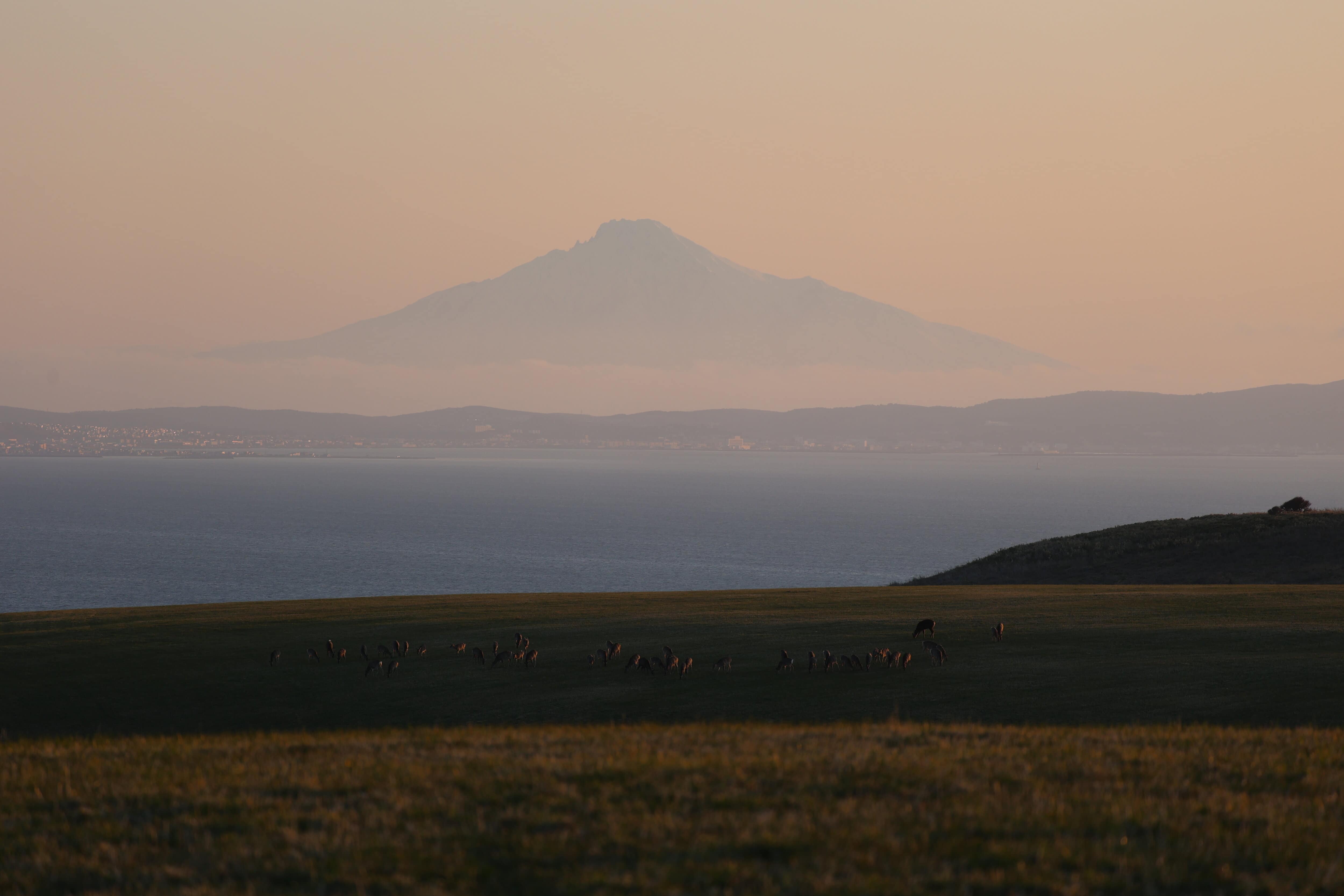 201.宗谷丘陵・鹿の群れと利尻富士の夕景