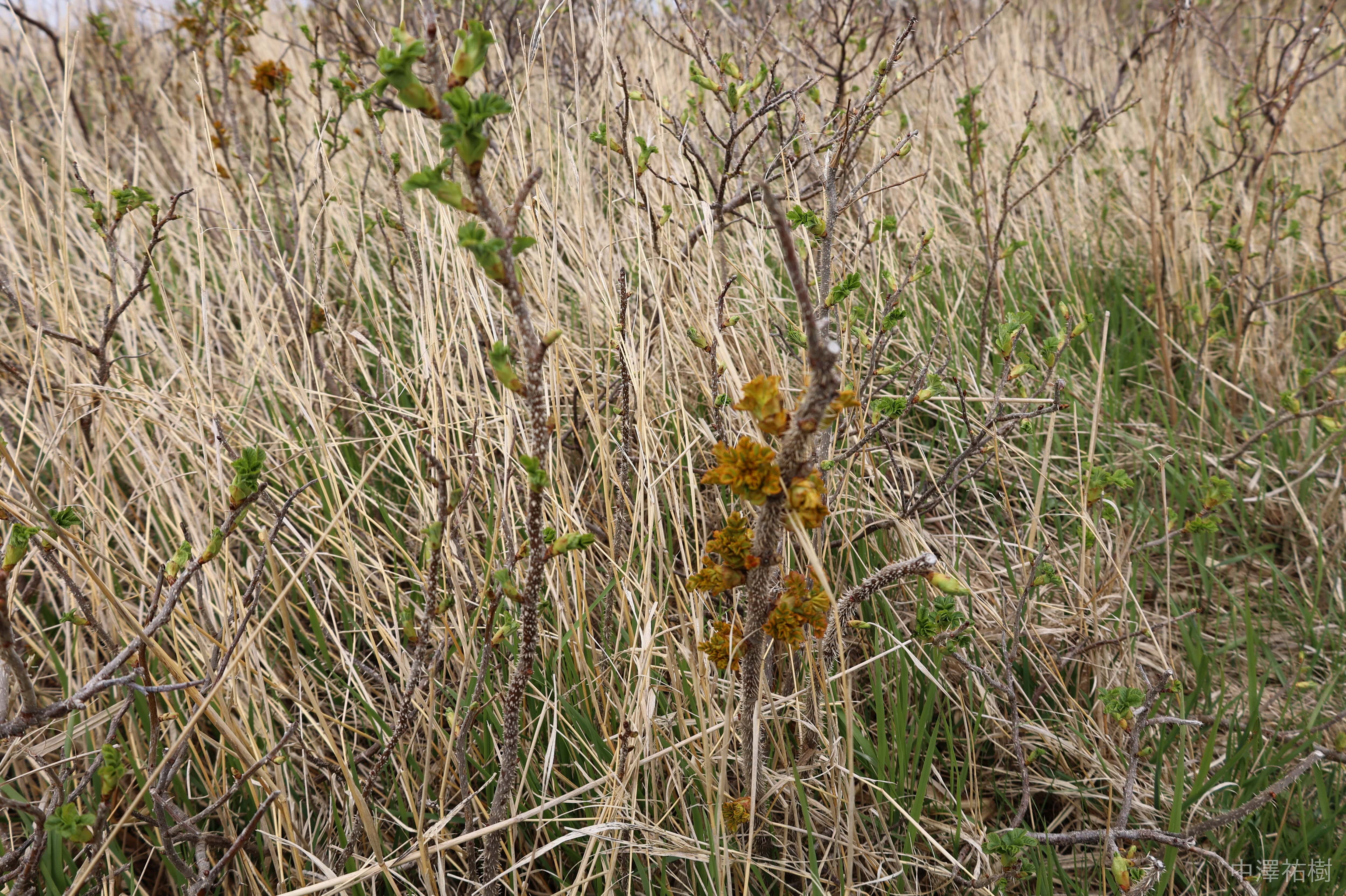 65.乾燥した草木と苔の写真