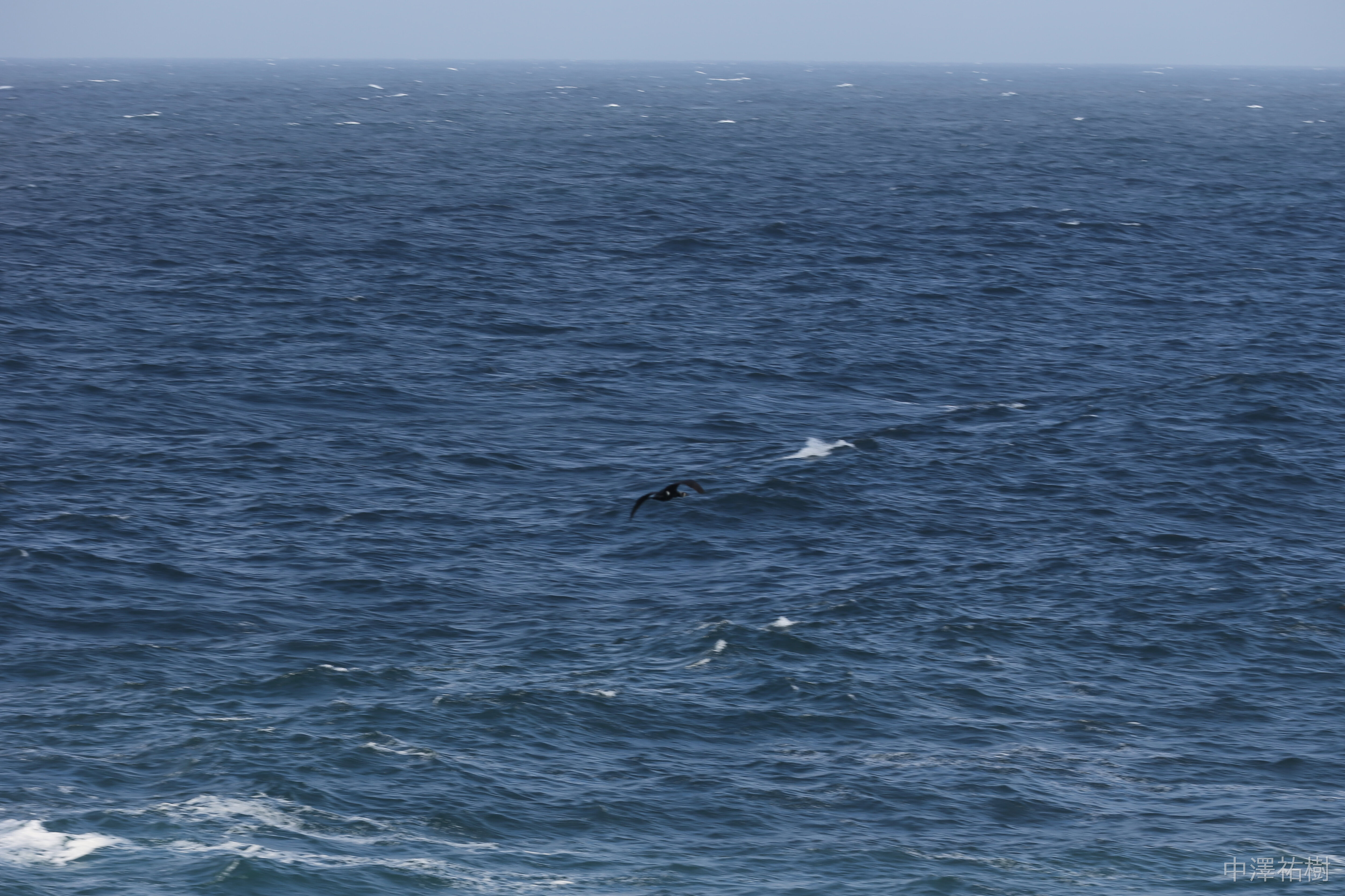 84.富士野園地の海面に現れたクジラ