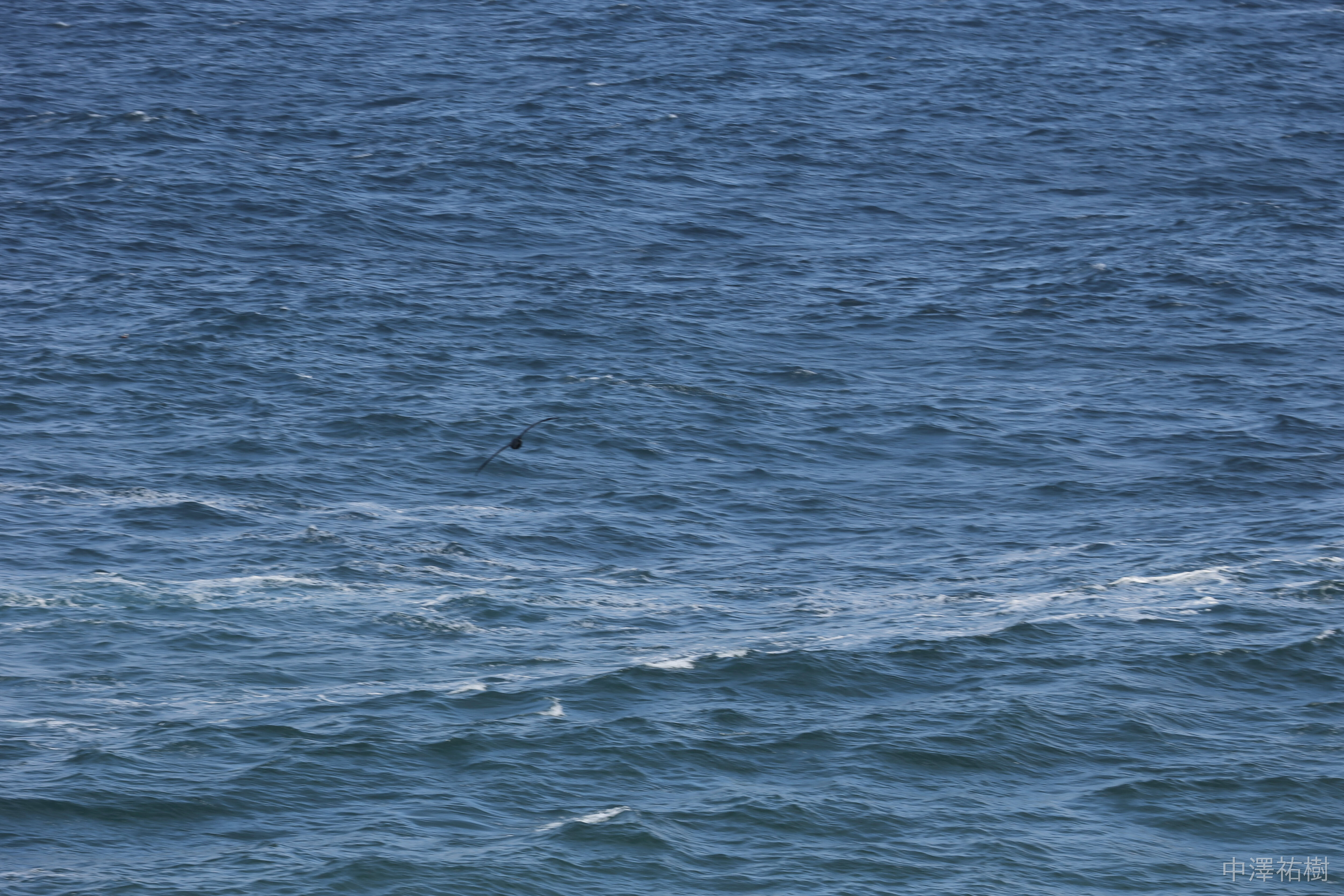 86.海面に浮かぶ鳥の姿