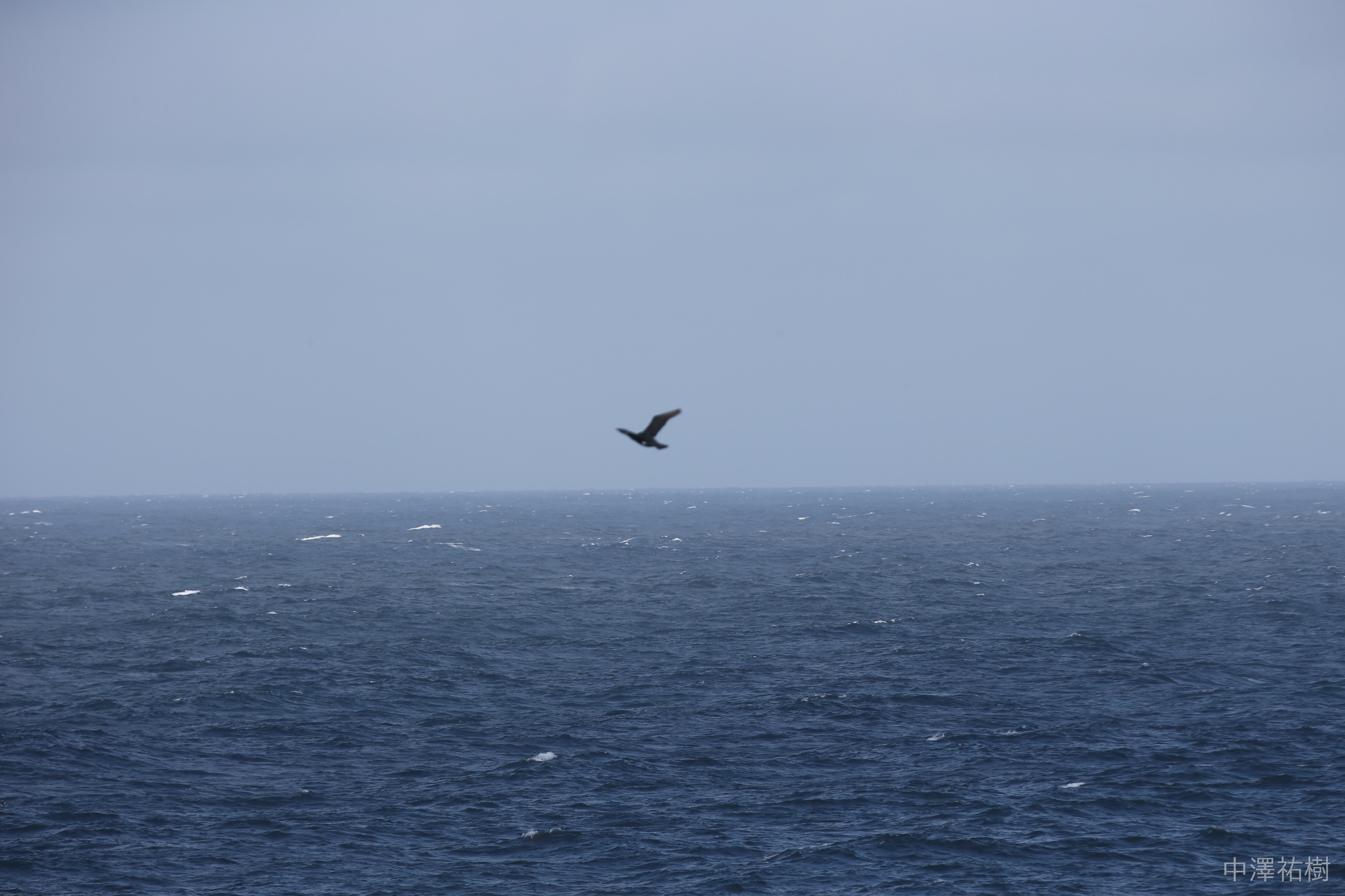 87.空飛ぶ鳥と静かな海