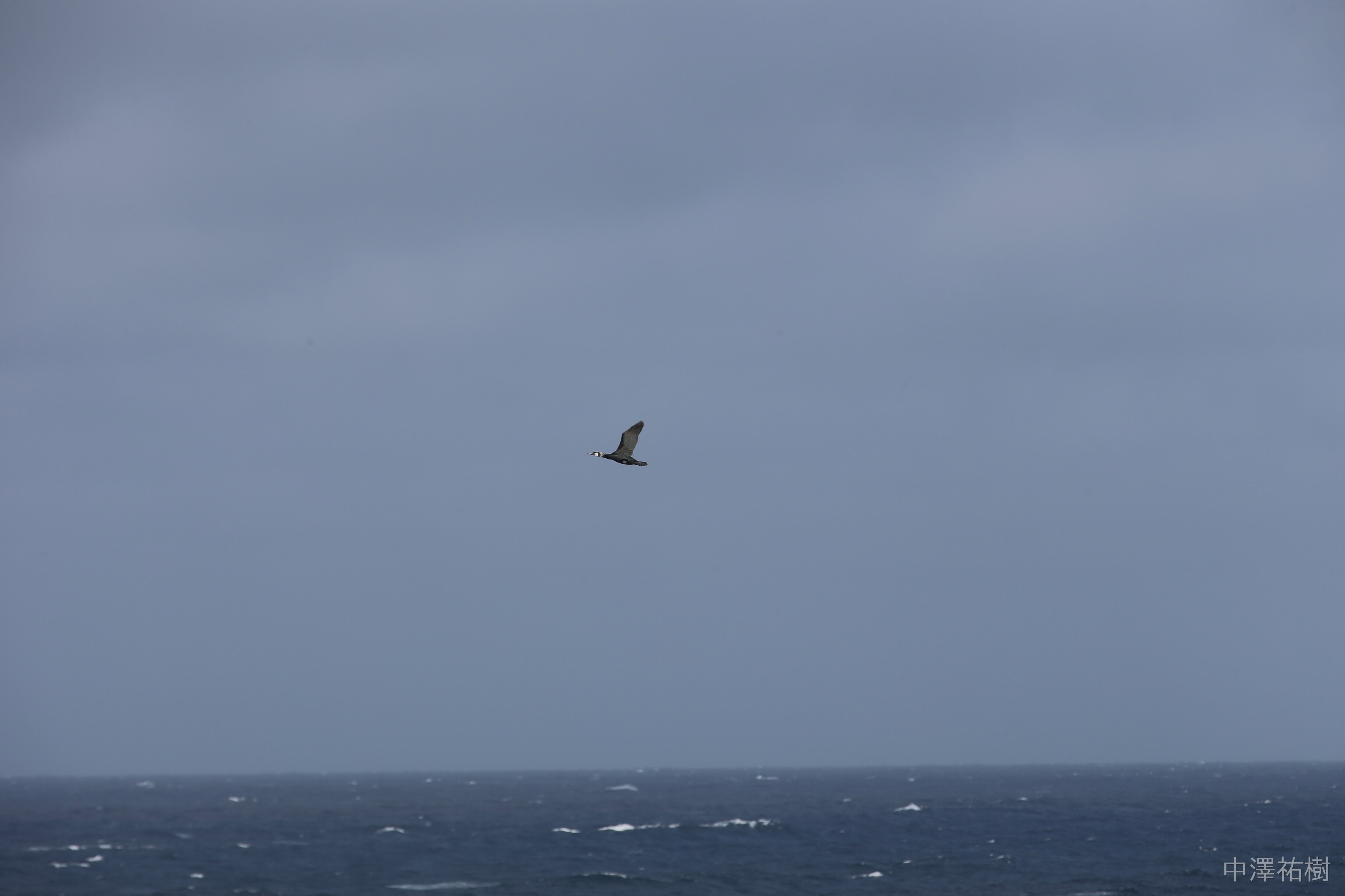 88.空飛ぶ鳥と海面