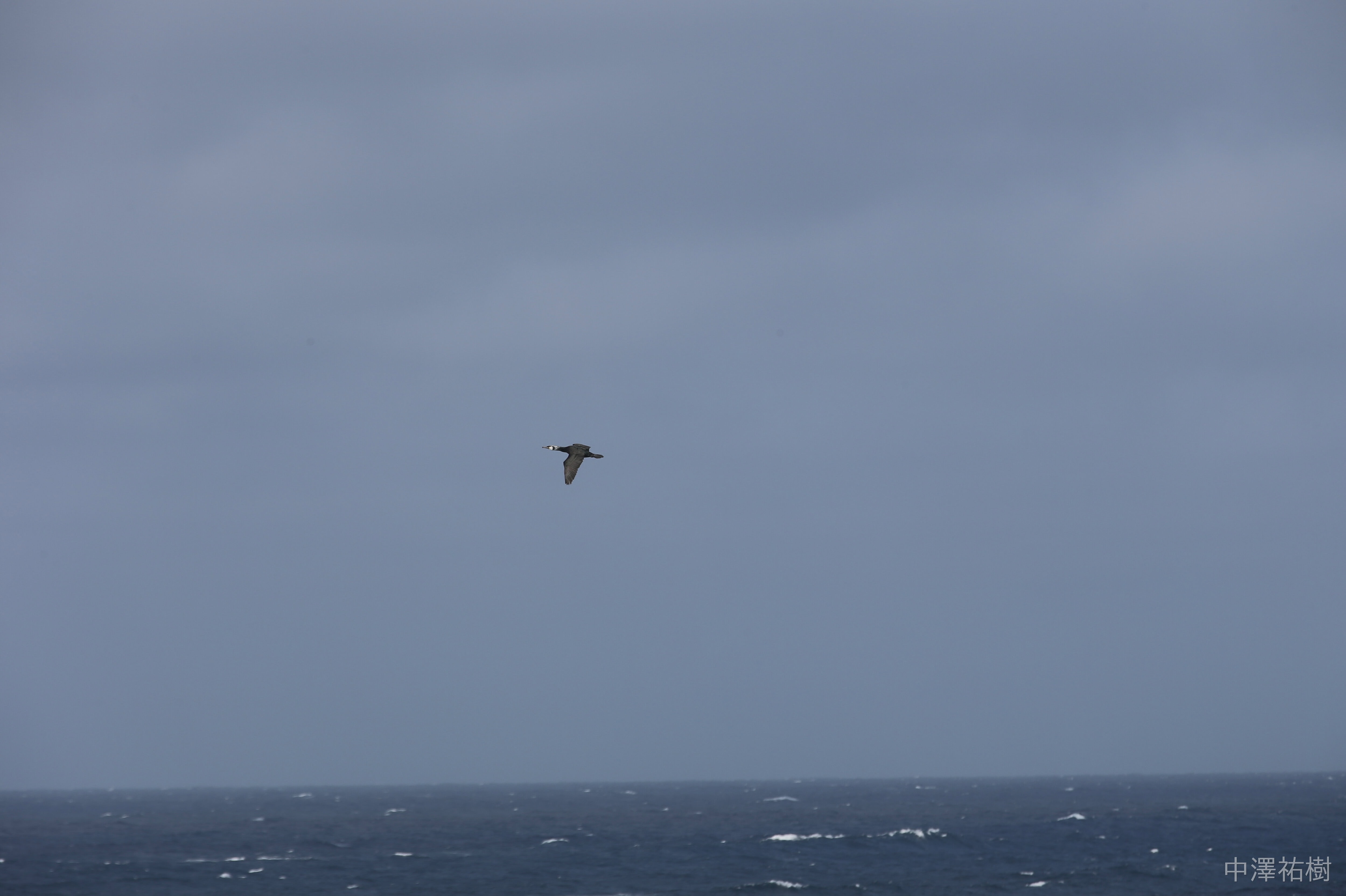 89.海を飛ぶ鳥