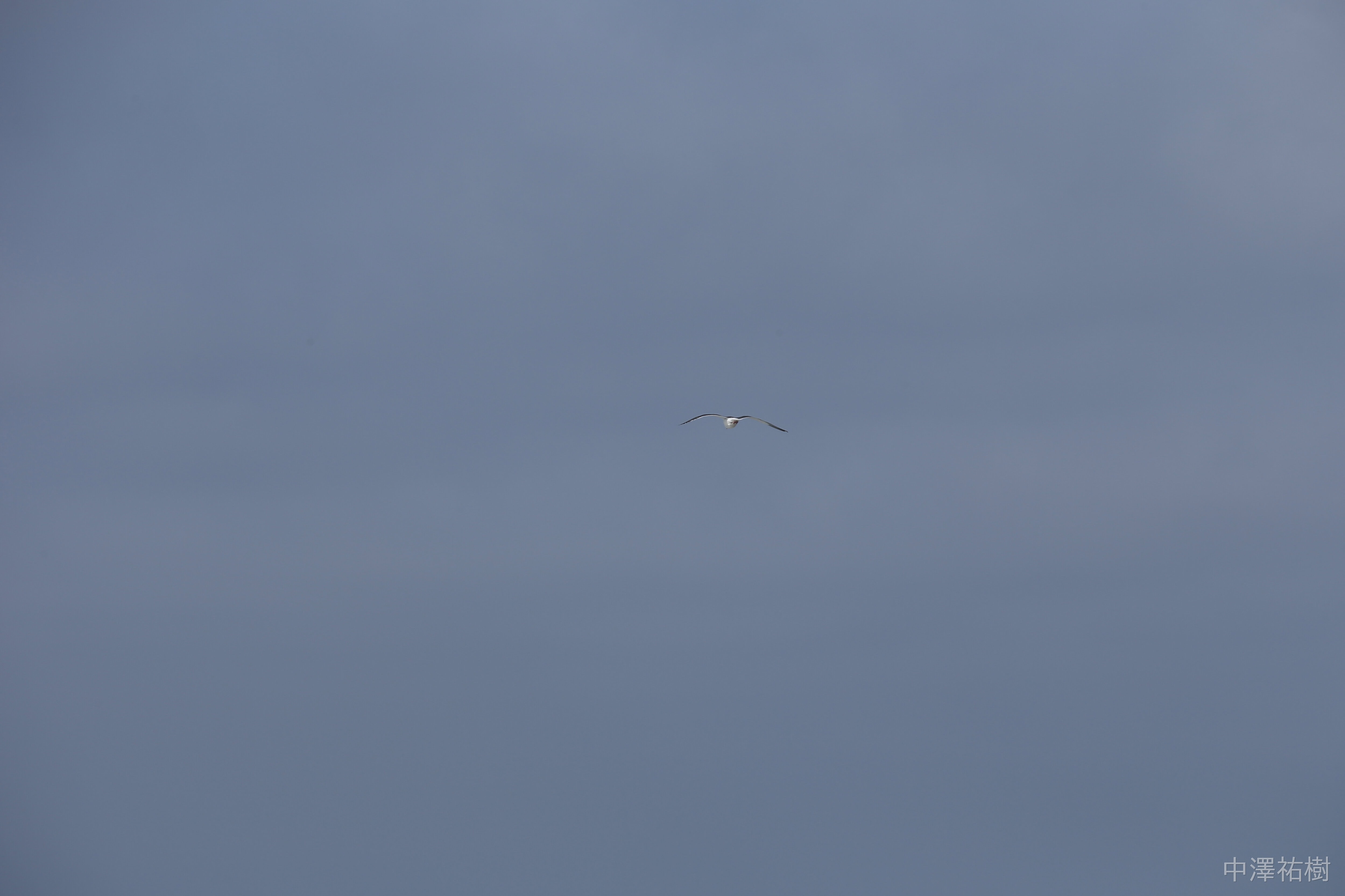 96.空飛ぶ鳥